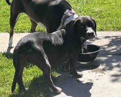 Dog For Adoption In San Diego Photo Cooper the basset hound standing near a water bowl beside another dog in the yard