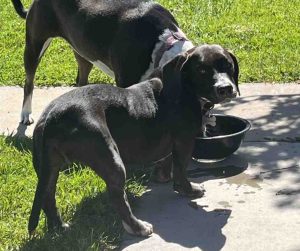 dog for adoption in san diego Photo Cooper the Basset Hound standing near a water bowl beside another dog in the yard