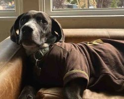 Dog For Adoption In San Diego Photo Cooper the basset hound wearing a brown shirt, lounging on the couch