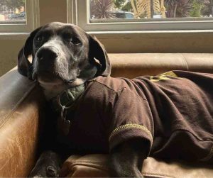 dog for adoption in san diego Photo Cooper the Basset Hound wearing a brown shirt, lounging on the couch