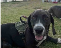 Dog For Adoption In San Diego Photo Cooper the basset hound lying in the grass with green backpack harness, tongue out