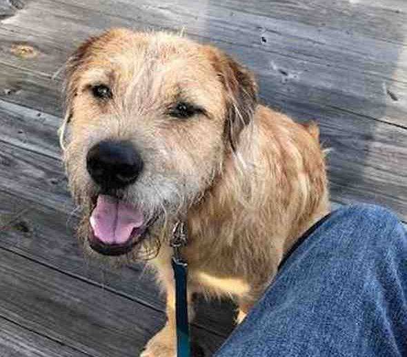 Golden Retriever American Staffordshire Terrier Mix Dog For Adoption In Savannah Ga