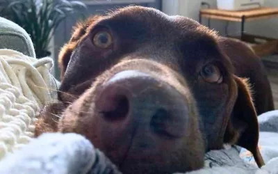 Amazing chocolate labrador retriever aussie mix dog for adoption in plano texas – meet cooper james
