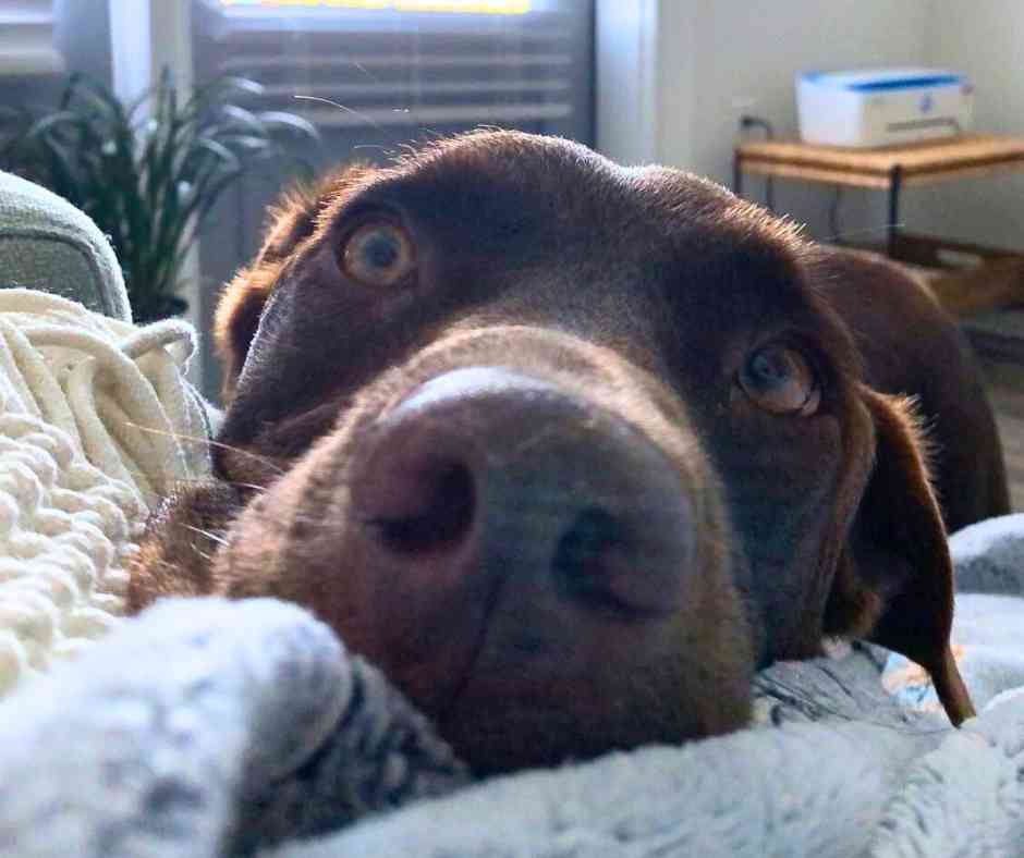 Cooper James Chocolate Labrador Retriever Australian Shepherd mix Dog For Adoption Plano Texas (2)