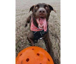 Chocolate Labrador Retriever Mix Dog For Adoption in Plano Texas Photo Cooper James Chocolate Labrador Retriever Australian Shepherd mix Dog For Adoption Plano Texas (2)