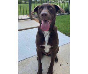 Chocolate Labrador Retriever Mix Dog For Adoption in Plano Texas Photo Cooper James Chocolate Labrador Retriever Australian Shepherd mix Dog For Adoption Plano Texas (2)