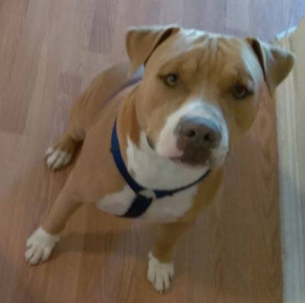 Copper - Amstaff Pitbull Mix Dog For Adoption in San Antonio TX