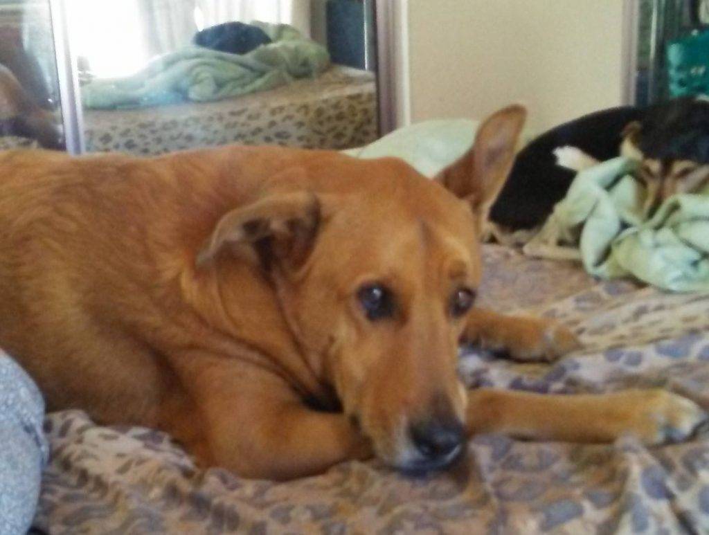 Copper - golden retriever german shepherd dog for adoption hemet ca