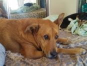 Copper - Golden Retriever German Shepherd Dog For Adoption Hemet CA