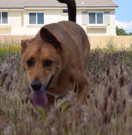 Copper - golden retriever german shepherd dog rehomed hemet ca 3