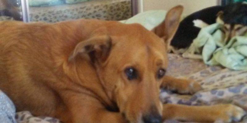 Copper - Golden Retriever German Shepherd Dog For Adoption Hemet CA