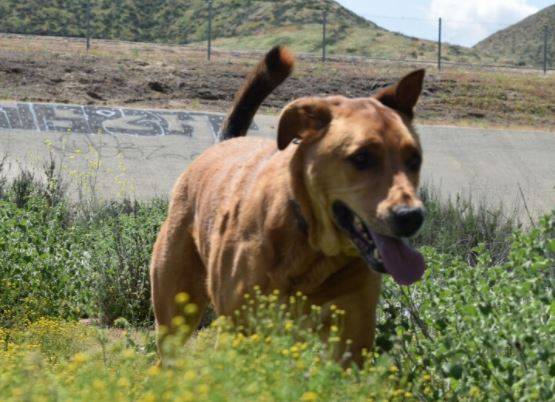 German shepherd golden retriever mix dog rehomed in hemet california