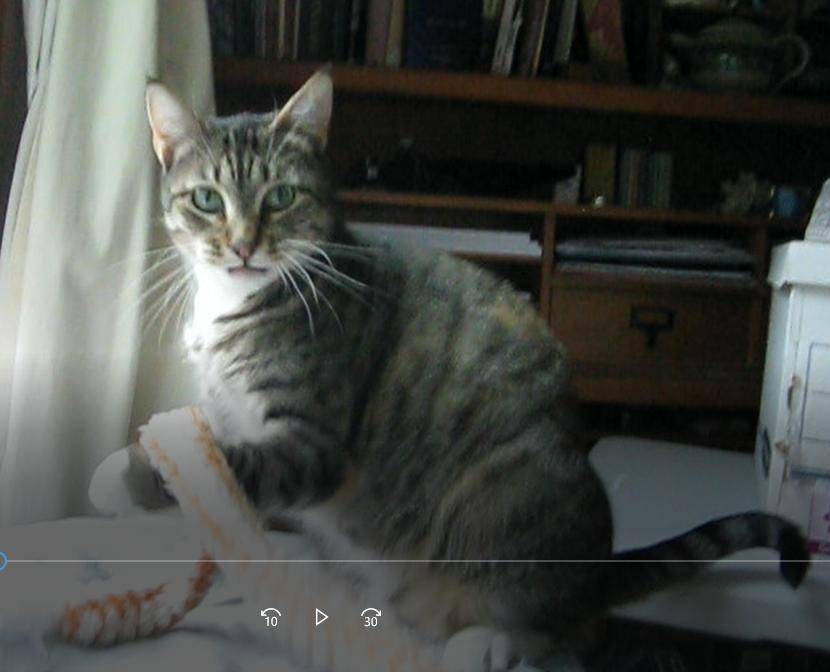 Cora - female torbie cat for adoption in denver colorado 6