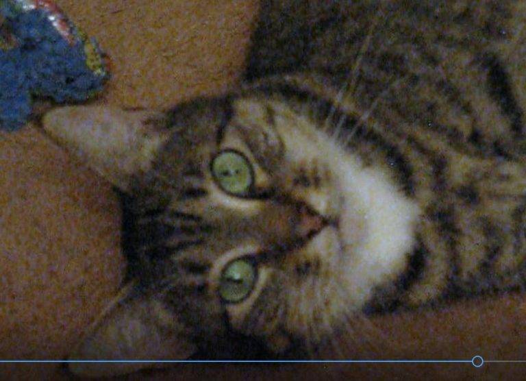 2 Yo F Tabby Tortoiseshell Torbie Cat For Adoption Denver Co Fixed Shots Healthy Supplies Included