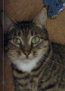 Cora - Female Torbie Cat For Adoption In Denver Colorado 7