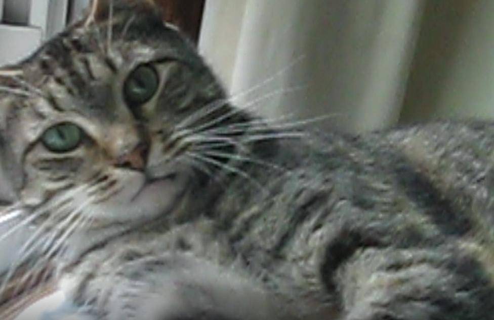 Cora - female torbie cat for adoption in denver colorado 9