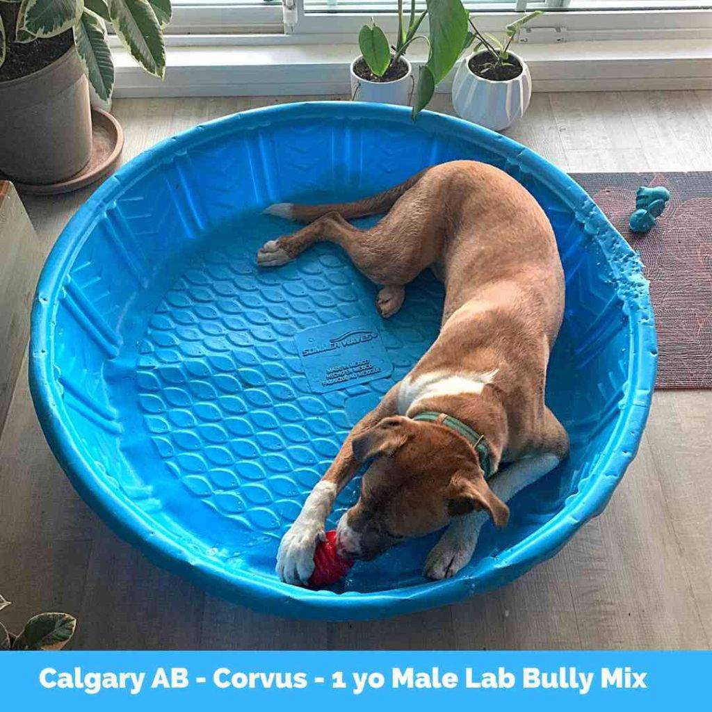 Corvus lab pit mix dog for adoption in calgary 1