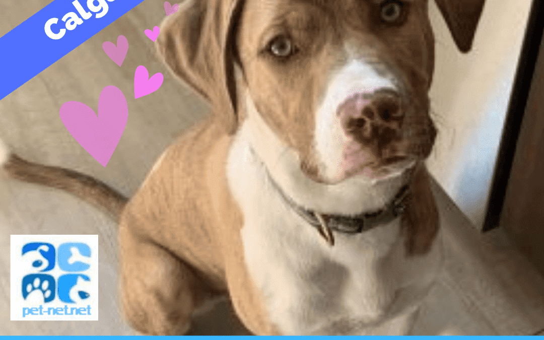 Awesome male lab pitbull mix dog for adoption in calgary ab – supplies included – adopt corvus