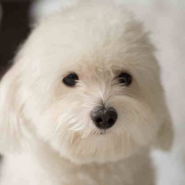 Coton de Tulear Dogs For Adoption Near You Rehome Adopt a Coton de