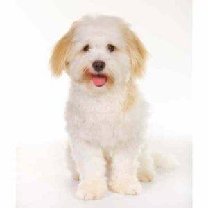 Coton de tulear dog photo4