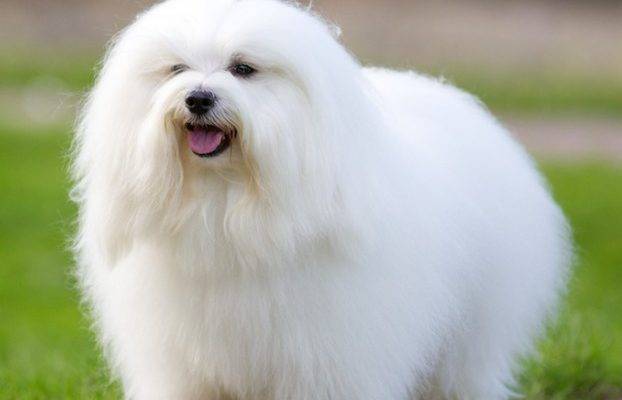 Coton de Tulear Dog