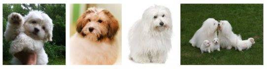 Coton de tulear rehoming and adoption