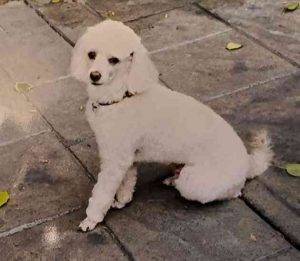Couve white miniature poodle for adoption tigard oregon 5