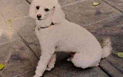 White miniature poodle for adoption tigard oregon – meet couve