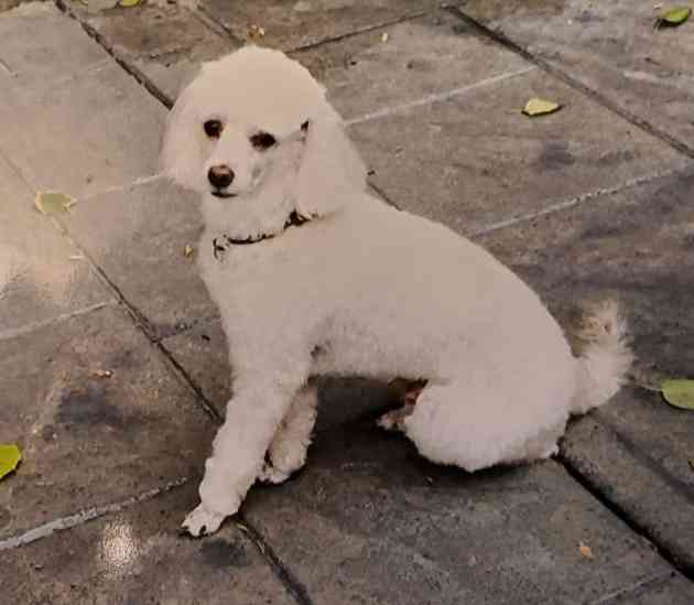 white mini poodle