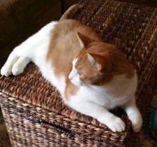 Cowboy Orange Tabby Tuxedo Cat For Adoption St Louis MO