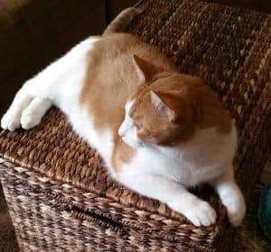 St. Louis mo – awesome orange tabby cat for adoption – meet cowboy