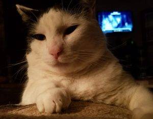 Cowboy - 20 pound black and white cat for adoption in san antonio tx