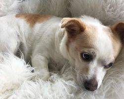 Photo Cozy - chihuahua jack russell terrier mix for adoption in los angeles