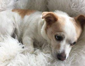 Cozy - chihuahua jack russell terrier mix for adoption in los angeles
