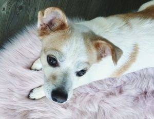 Cozy - chihuahua jack russell terrier mix for adoption in los angeles