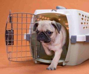 Photo Cute pug walks out of crate