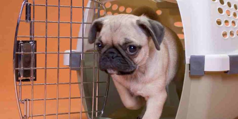 Cute Pug walks out of crate