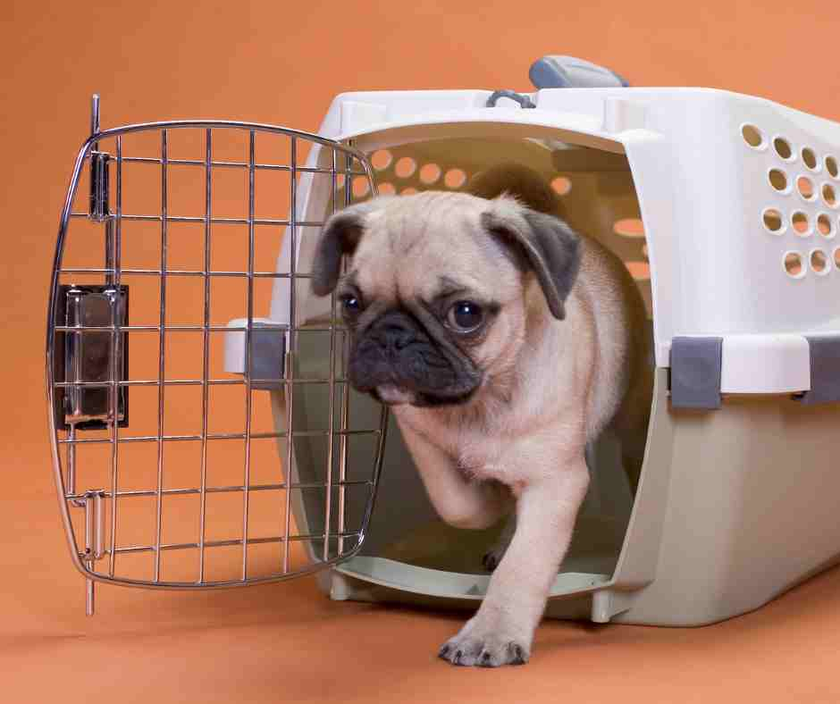 making-your-pet-s-crate-comfortable-and-safe-for-their-journey