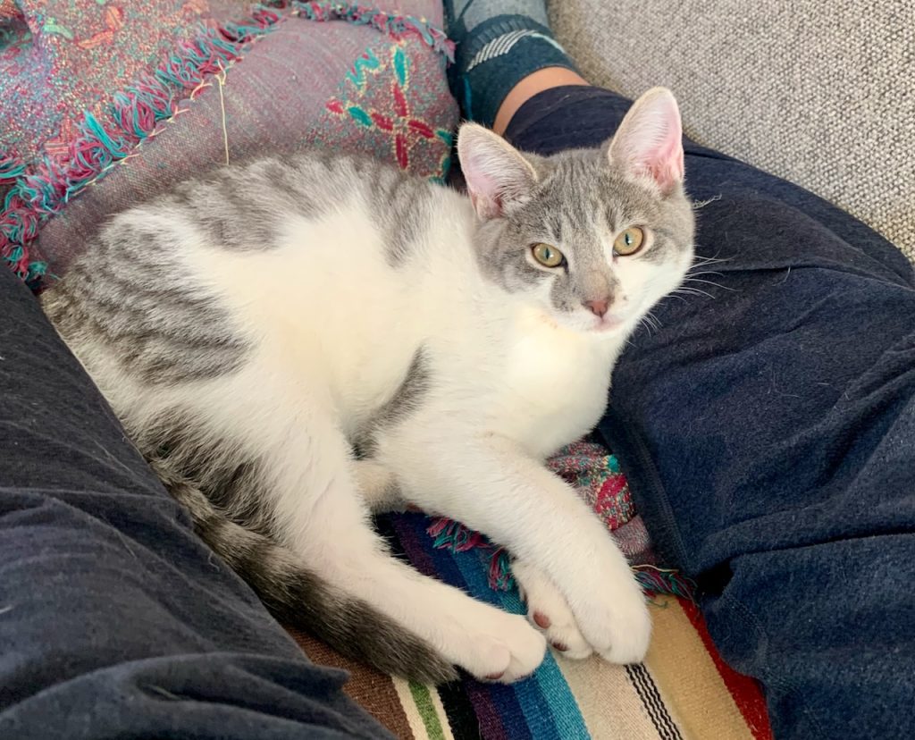 Creampuff, a very pretty dilute grey tabby tuxedo kitten for adoption in costa mesa ca.