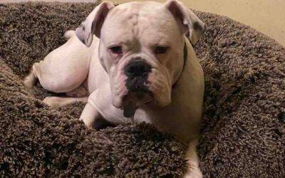 Handsome Valley Bulldog For Adoption in California MD – Supplies Included – Adopt Cruiser