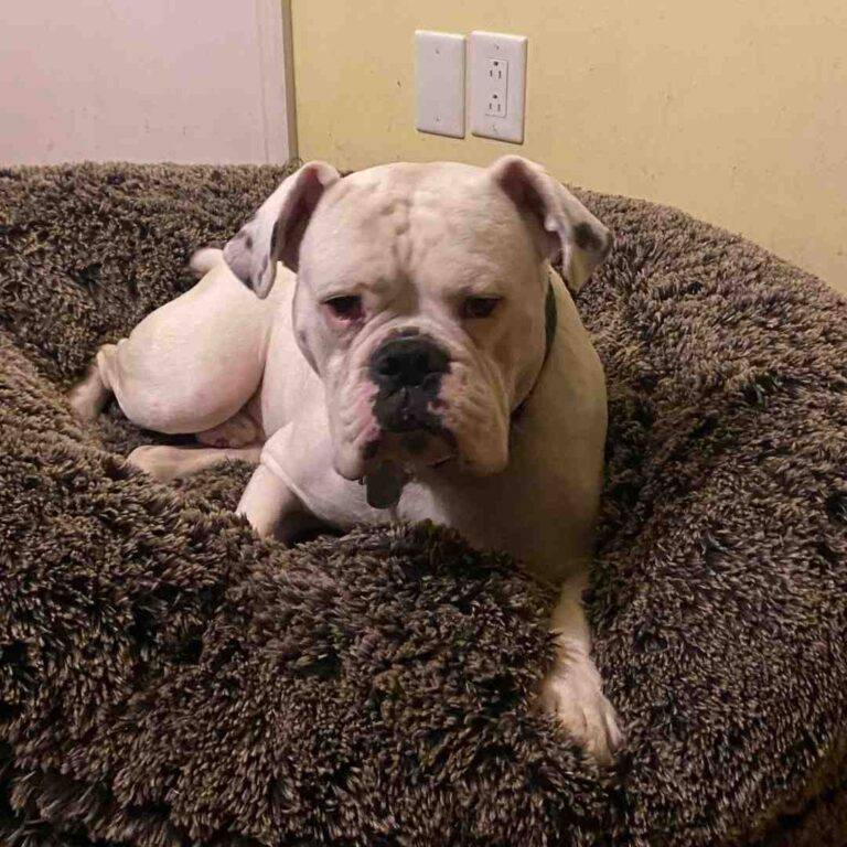 Handsome valley bulldog for adoption in california md – supplies included – adopt cruiser