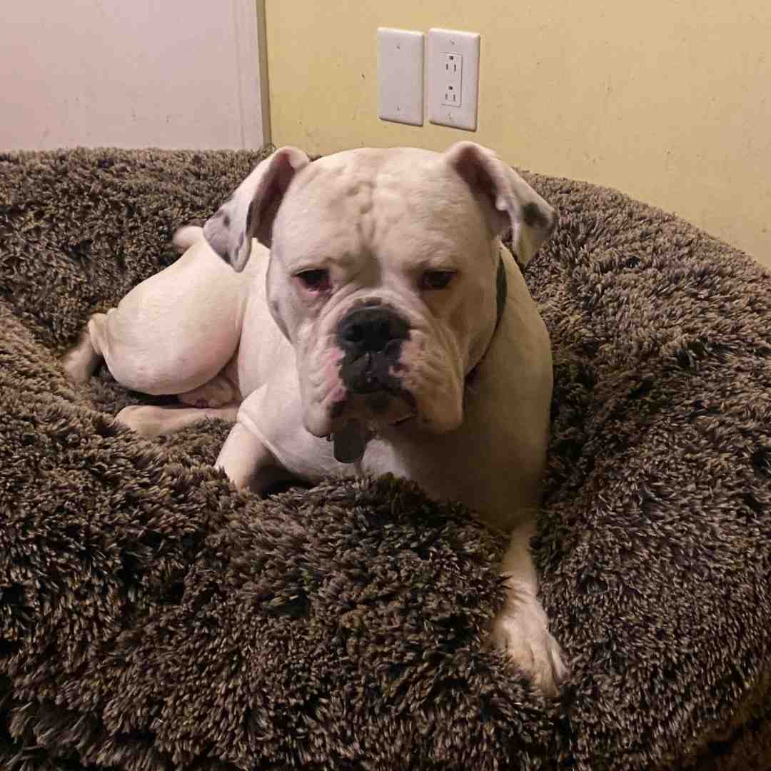 Valley bulldogs for adoption