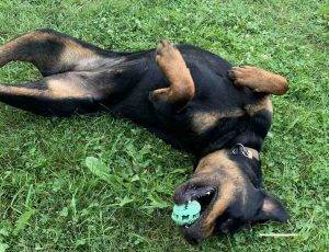 Crystal Rottweiler For Adoption in Toronto Ontario 7