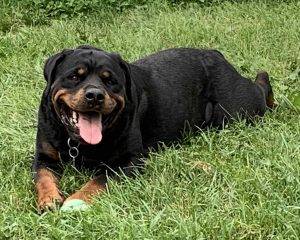 Crystal Rottweiler For Adoption in Toronto Ontario 7