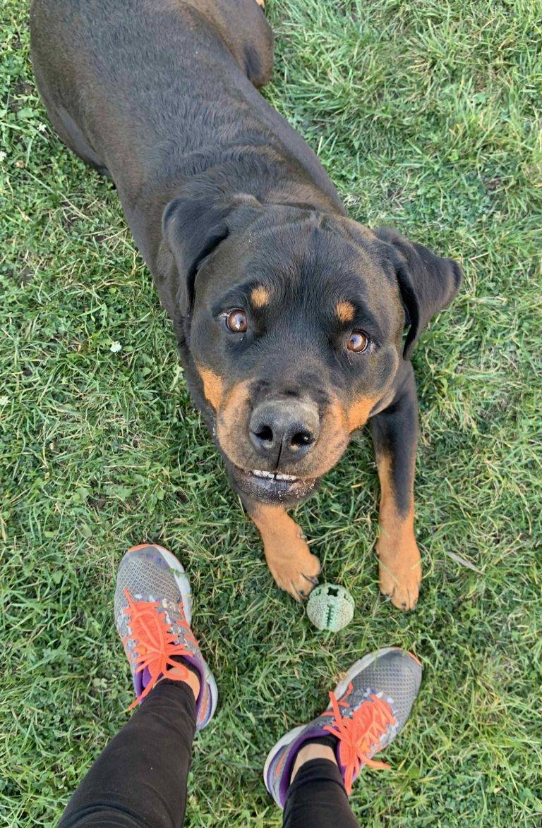 rottweiler for adoption near me