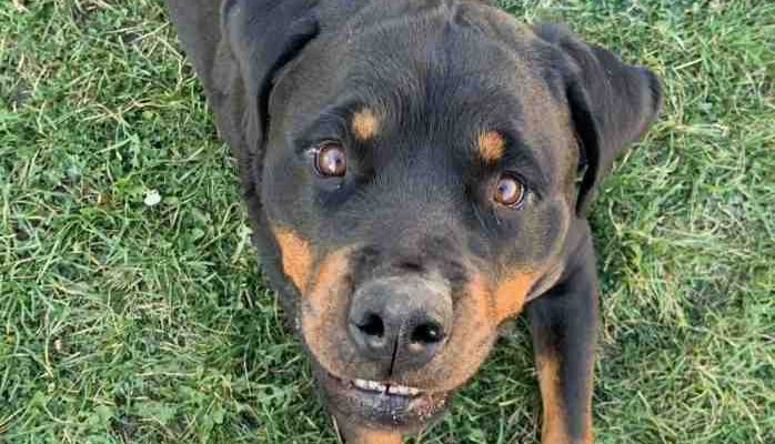 Crystal Rottweiler For Adoption in Toronto Ontario 7