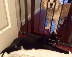 Declawed tuxedo cat for adoption in st. Louis mo