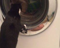 Declawed tuxedo cat for adoption in st. Louis mo