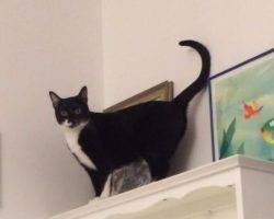 Declawed tuxedo cat for adoption in st. Louis mo