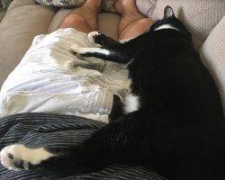 Declawed tuxedo cat for adoption in st. Louis mo